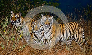 A few wild Bengal tigers in the jungle in the predawn twilight. India. Bandhavgarh National Park. Madhya Pradesh.