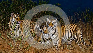 A few wild Bengal tigers in the jungle in the predawn twilight. India. Bandhavgarh National Park. Madhya Pradesh.