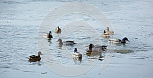 A few wild ducks are playing in the melting ice water.