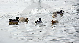 A few wild ducks are playing in the melting ice water.