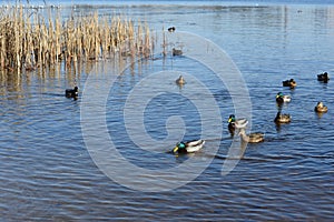 Few wild mallard ducks swims in blue water. Wintering of wild migratory birds, survival, nature care, ecology