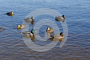 Few wild mallard ducks swims in blue water. Wintering of wild migratory birds, survival, nature care, ecology