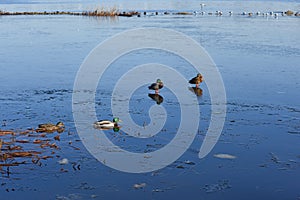 Few wild mallard ducks swims in blue water. Wintering of wild migratory birds, survival, nature care, ecology