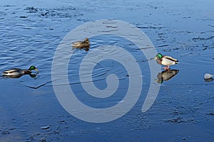 Few wild mallard ducks swims in blue water. Wintering of wild migratory birds, survival, nature care, ecology