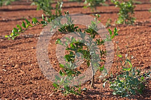 A few years old orange tree