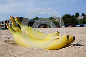 Few of yellow bananas close-up on the sand, Grand Haven
