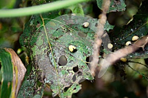 A few yellow beetles growing on the leaf in the middle of the woods