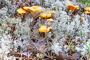 Few yellow Craterellus lutescens foot chanterelle mushrooms in white lichen in the North