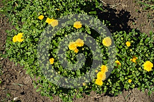 Few yellow flowers in the leafage of Chrysanthemums bush