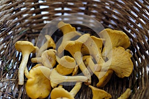 Mushrooms chanterelle in basket.