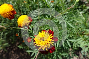 Few yellow and red flowers of Tagetes patula