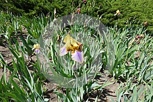 Few yellow and violet flowers of Iris germanica in May