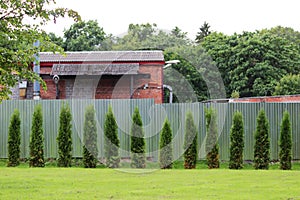 a few young cypresses Cupressus sempervirens are planted in a row near the fence, behind which stands an old brick house.