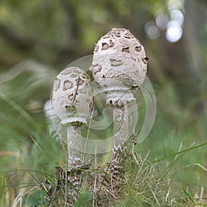 A few young specimens of the Great Parasol fungus Macrolepiota procera among the grass of the dunes in the Amsterdamse Waterleid