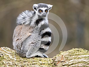 An Ffemale Ring-tailed Lemurs, Lemur catta, sit on a trunk and look aroun