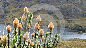 Fflower of Andes  in Cajas National park, Ecuador photo