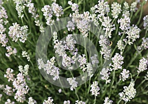 Fflowered spikes of fragrant white lavender of the company that