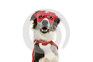 Fhappy border collie dog carnival, halloween party dressed as a super hero with red cape and mask. isolated on white background