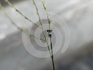 Fhoto of dragonfly on the green leaves in the garden