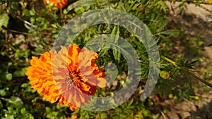 Fhoto of marigold flowers with buds and leaves and background soil