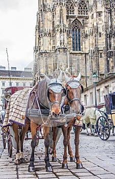 Fiaker Carriage in Vienna photo