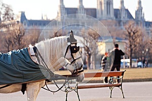 Fiaker carriage in Vienna, Austria photo