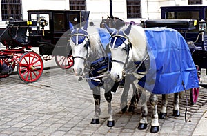 Fiaker horse carriage