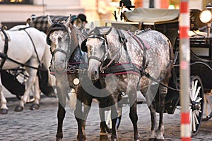 Fiaker horses in Vienna, Austria, Europe