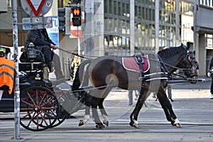 Fiaker horses in Vienna, Austria, Europe