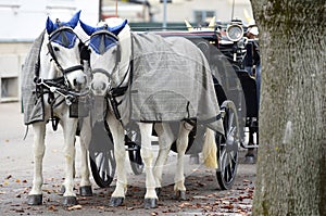 Fiaker horses in Vienna, Austria, Europe