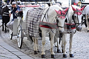 horses in Vienna, Austria, Europe