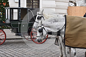 Fiaker Horses, Vienna