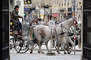 Fiaker horses in Vienna, Austria, Europe