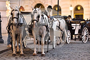 Fiaker horses in Vienna, Austria, Europe