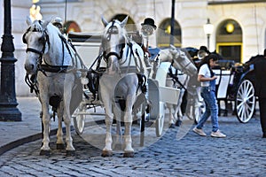 Fiaker horses in Vienna, Austria, Europe