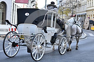 Fiaker horses in Vienna, Austria, Europe