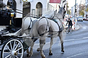 Fiaker horses in Vienna, Austria, Europe