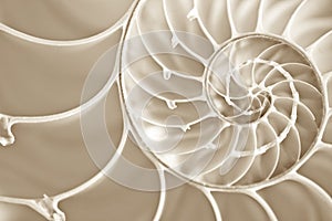 Fibbonachi Spiral in Nautilus Shell photo