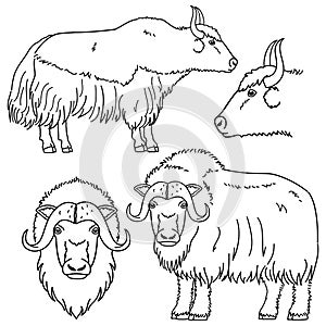 Fiber cattle line art set