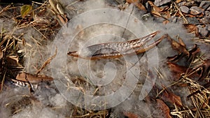 Fiber kapok on dry grass and small stones
