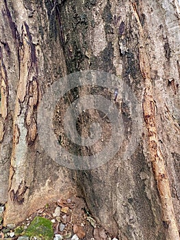 Fibers of old trees, moss-covered decaying wood