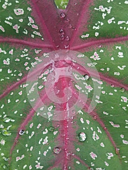the fibers and patterns of ornamental taro leaves