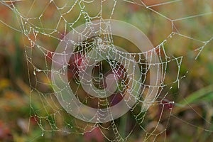 Fibers of spider webs with tiny droplets of morning dew on an autumn day