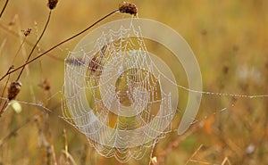 Fibers of spider webs with tiny droplets of morning dew on an autumn day