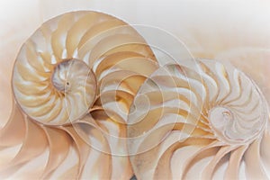 fibonacci pattern in cross section nautilus sea shell