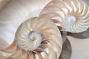 fibonacci pattern in cross section nautilus sea shell