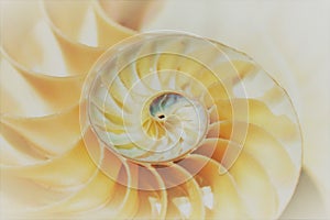 fibonacci pattern in cross section nautilus sea shell