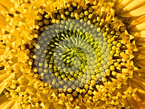 Fibonacci pattern on a sunflower