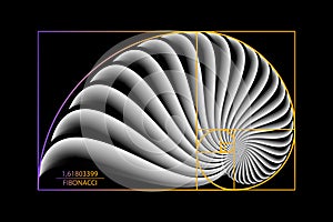 Fibonacci Sequence Golden ratio. Geometric shapes spiral. Snail spiral. Sea shell of white circles. Sacred geometry logo template