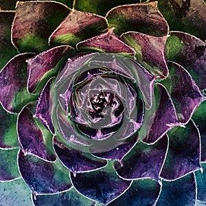fibonacci spiral colorfull flower petals